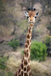 Parc national Kruger, girafe - Unbekannt Unbekannt